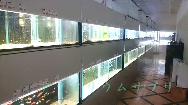 チャーム邑楽店の淡水魚コーナーは湿度高めに温度管理