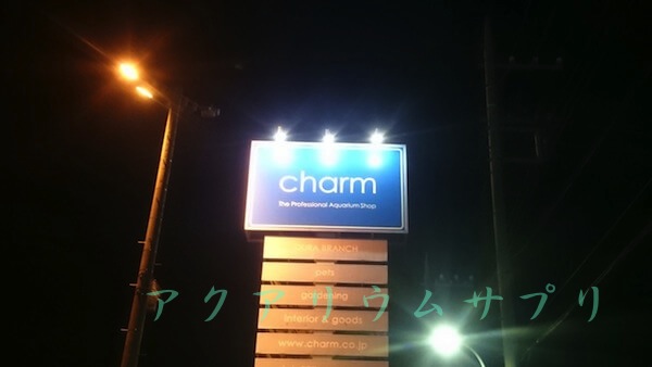 注目 チャーム charm 店 海水魚 イヌザメ Ｌサイズ １匹 沖縄別途送料