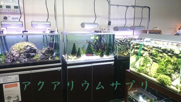 チャーム邑楽店の水草水槽にはエビが元気に泳ぐ姿