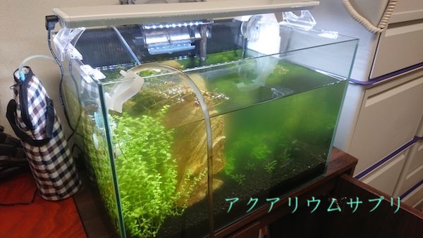 青水 アオコ グリーンウォーター 水槽が緑色に濁る原因と対処法 アクアリウムサプリ