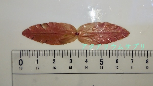 窒素分で大きいロタラ・マクランドラの葉