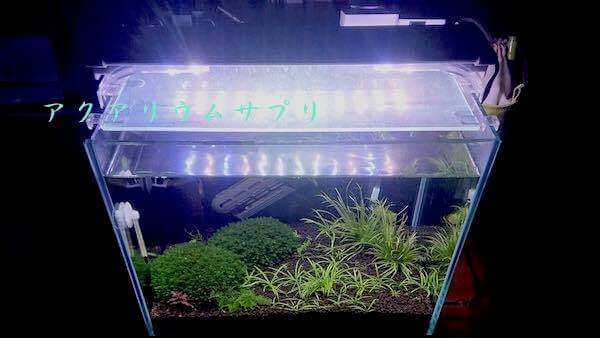 水草の調子抜群の30cm規格水槽