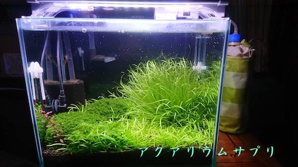 アフリカンチェーンソード草原とブリクサ30cm規格水槽
