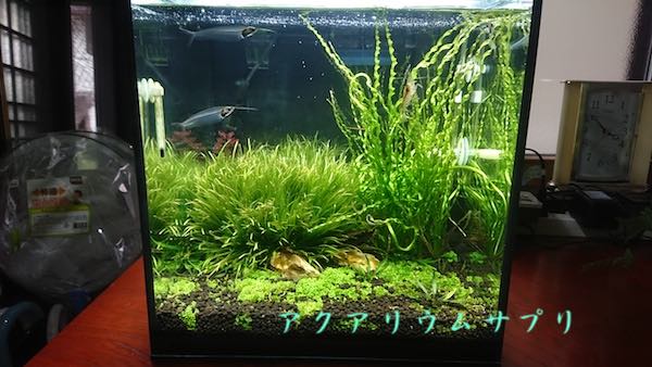 30cmキューブ水槽の水草繁茂