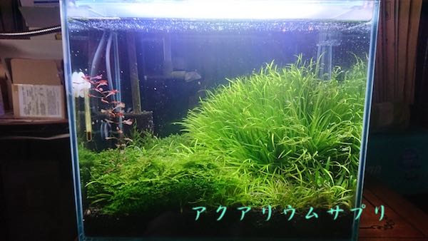 ブリクサとモス繁茂30cm規格水槽