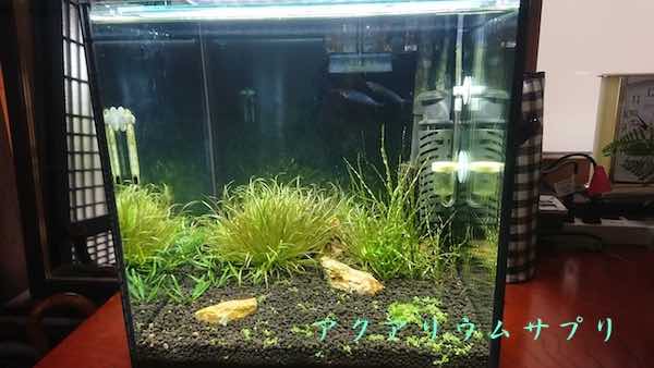 30cmキューブ水槽のブリクサ全盛期