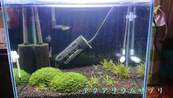 アフリカンチェーンソード中心に水草の調子が上がってきた30cm規格水槽