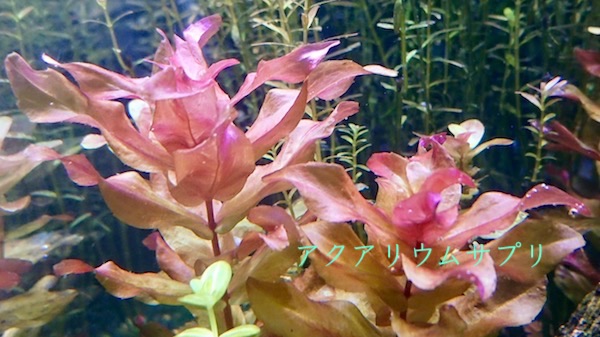 水草ロタラ・マクランドラの赤く美しい発色を作る
