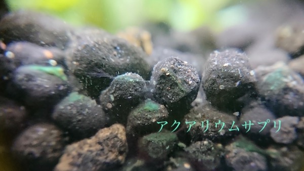 藍藻の硫化水素はエビにも魚にも猛毒